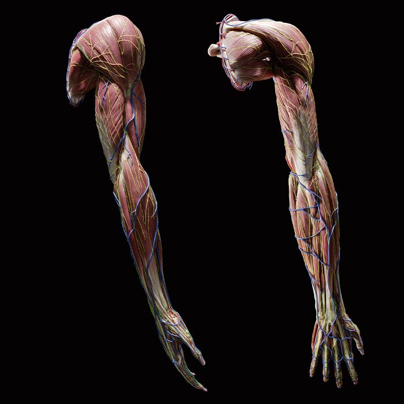 Arto-Superiore-Dissezione-Anatomica