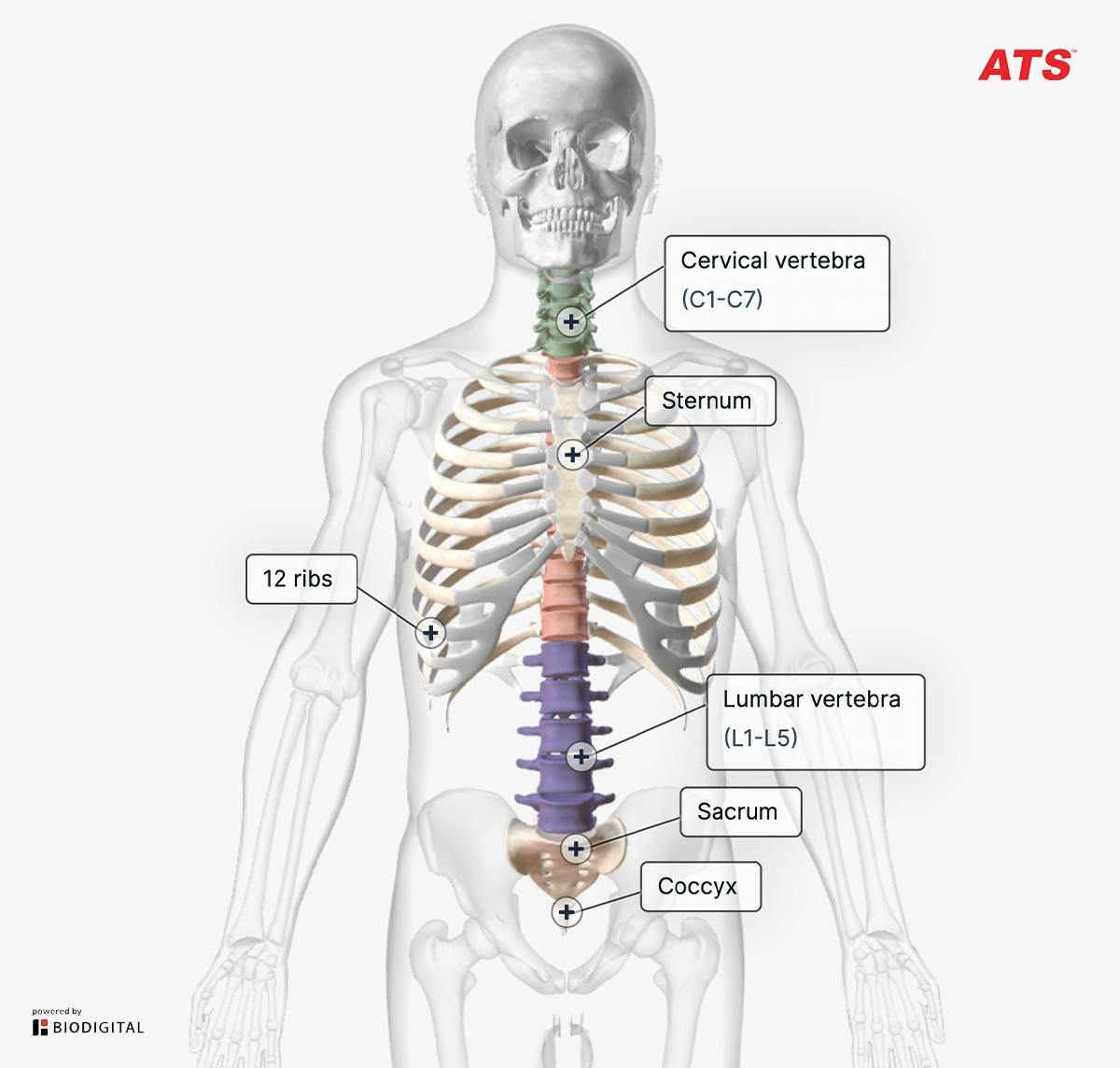 Anatomia-ginnastica-Correttiva