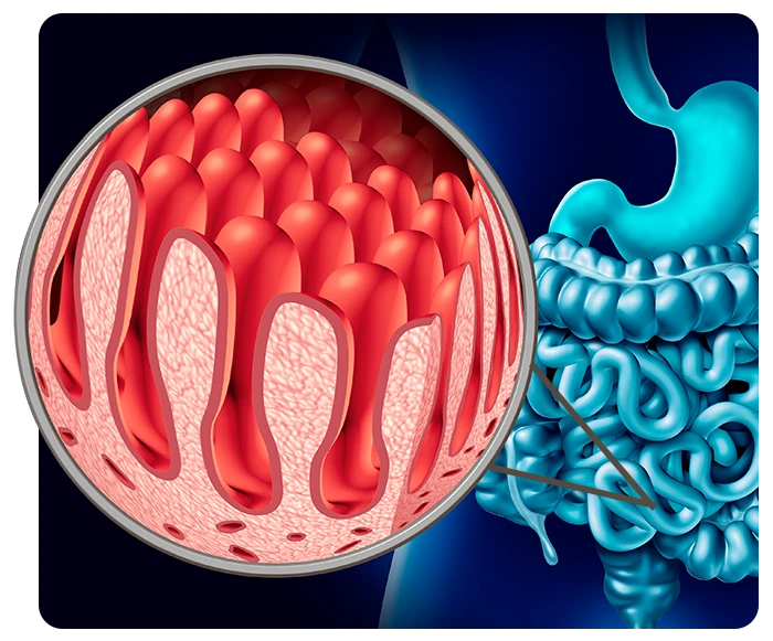 Villi intestinali microbiota