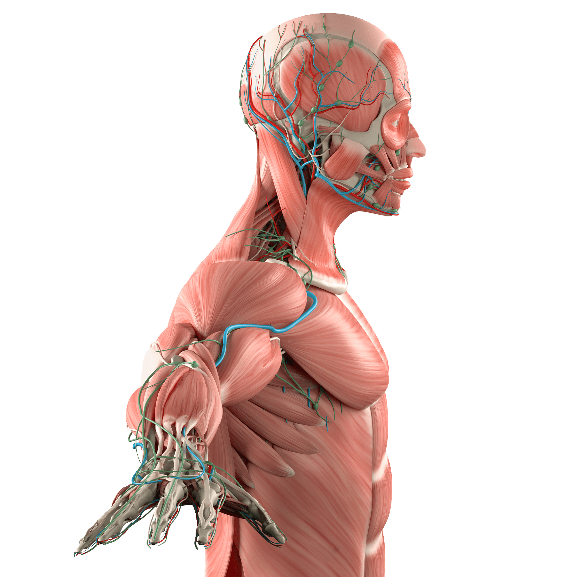 Anatomia-Esercizio-Correttivo