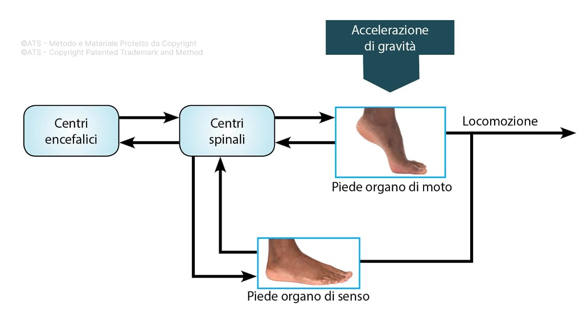 Esercizio-Funzionale-ATS-Corso