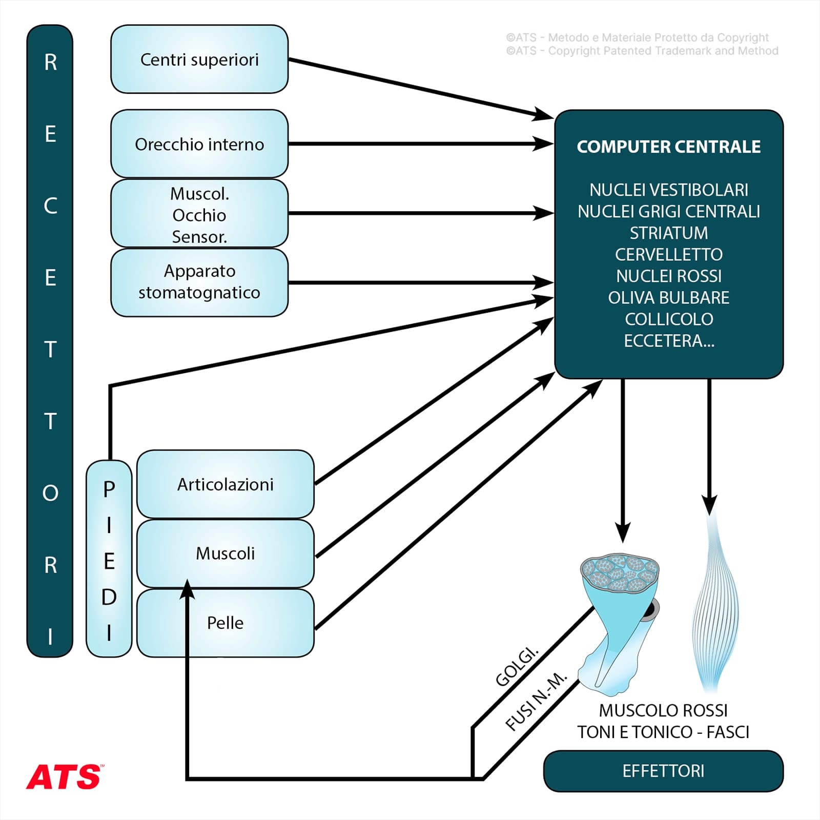 Recettori-Effettori-Esercizio