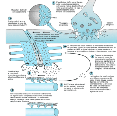 Fibre muscolari: basi fisiologiche nell’allenamento della forza
