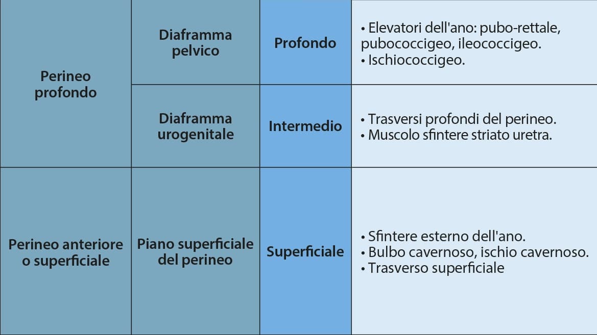 Muscolatura pavimento pelvico