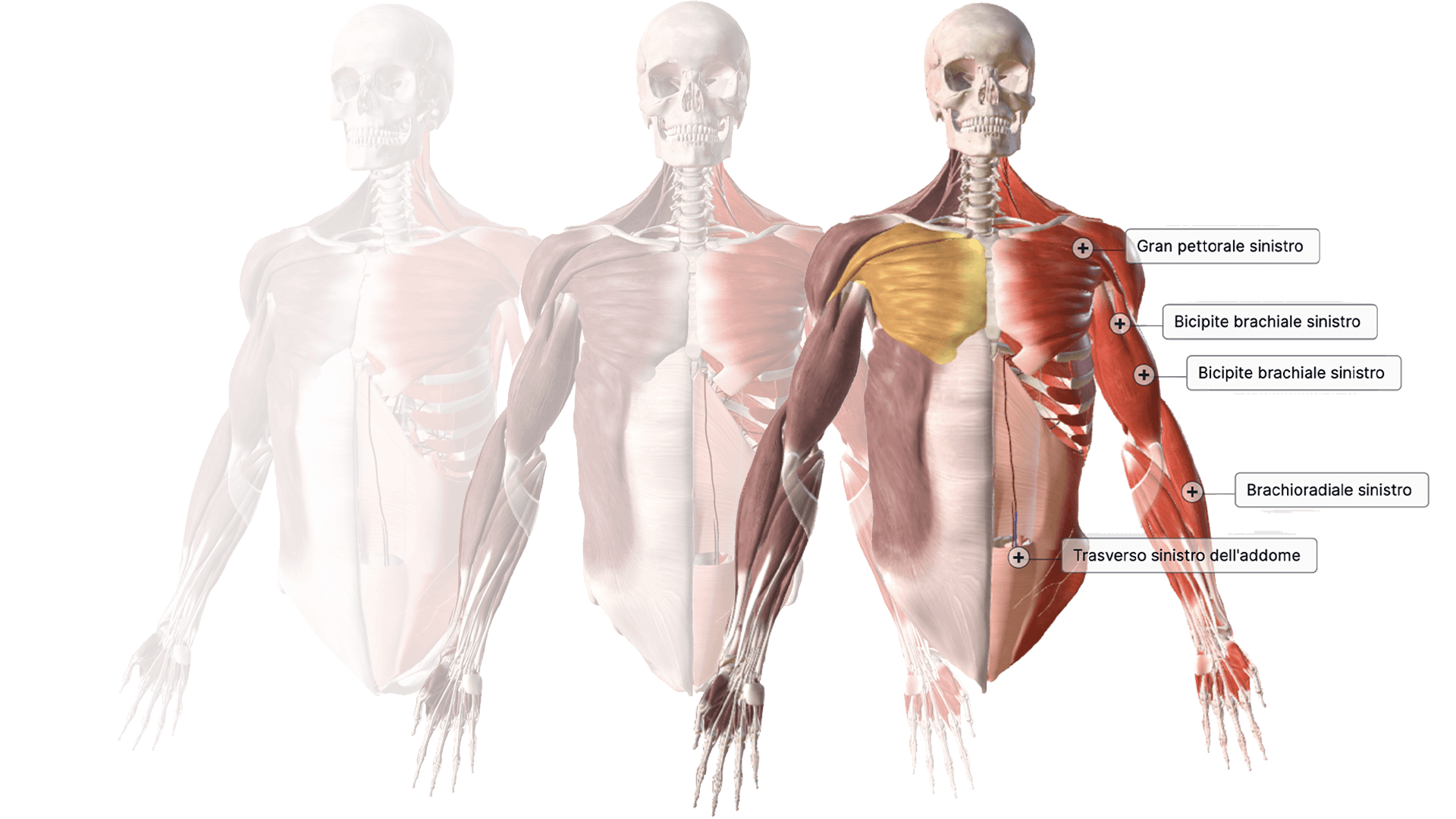 Human-Anatomy-3D-ATS